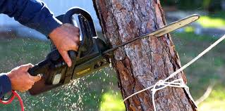  , USA Tree Removal Pros